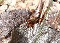 [ pilt: 1730    IMG_6820      .JPG ]